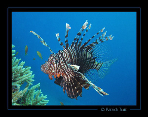 Lionfish in Marsa Shagra - Egypt - Canon S90 with hand to... by Patrick Tutt 